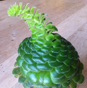 Aeonium tabuliforme - medium image 3