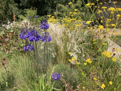 Agapanthus inapertus - medium image 3
