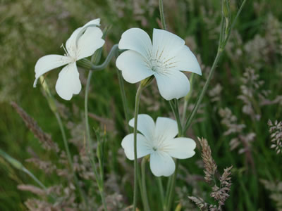Agrostemma 'Ocean Pearl' - medium image 3