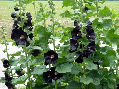 Alcea rosea 'Nigra' - medium image 3