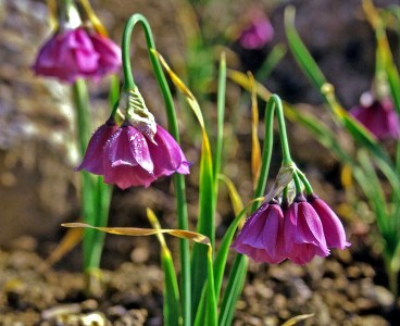 Allium insubricum AGM - medium image 3