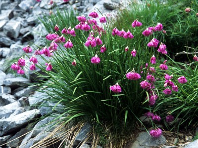Allium narcissiflorum - medium image 3