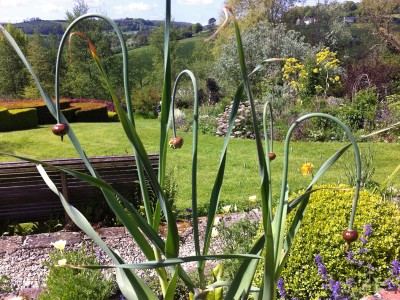 Allium obliquum - medium image 3