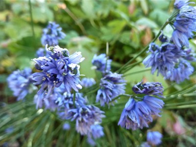 Allium sikkimense - medium image 3