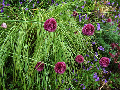 Allium sphaerocephalon - medium image 3