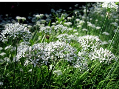 Allium tuberosum - medium image 3