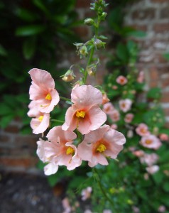 Alonsoa 'Peachy-Keen' - medium image 3