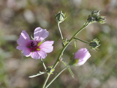 Althaea cannabina - medium image 3