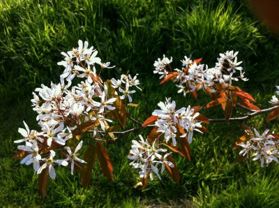 Amelanchier canadensis - medium image 3