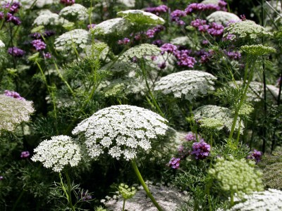 Ammi visnaga - medium image 3