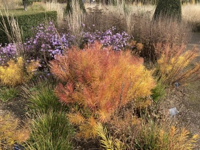 Amsonia hubrichtii - medium image 3
