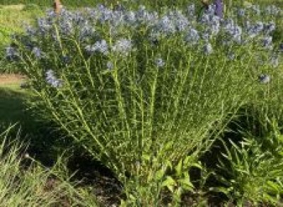 Amsonia illustris - medium image 3