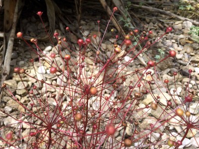 Androsace septentrionalis - medium image 3