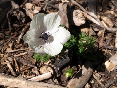 Anemone coronaria mixed colours - medium image 3