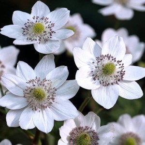 Anemone leveillii - medium image 3