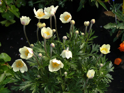 Anemone multifida 'Major' - medium image 3
