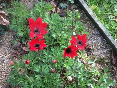 Anemone pavonina red - medium image 3