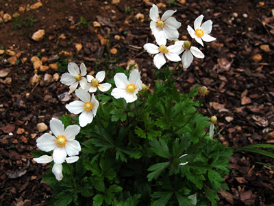 Anemone sylvestris - medium image 3