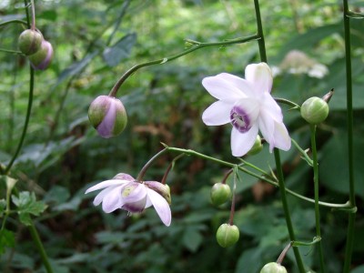 Anemonopsis macrophylla - medium image 3