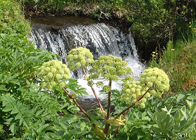 Angelica archangelica - medium image 3