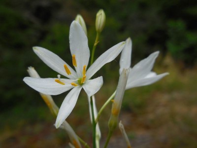 Anthericum liliago - medium image 3