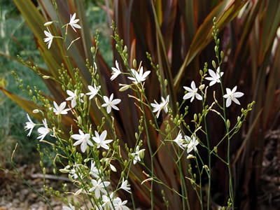 Anthericum ramosum - medium image 3