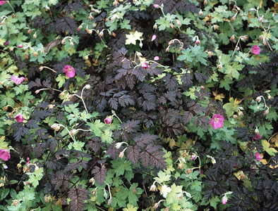 Anthriscus sylvestris 'Ravenswing' - medium image 3