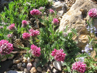 Anthyllis montana 'Rubra' AGM - medium image 3