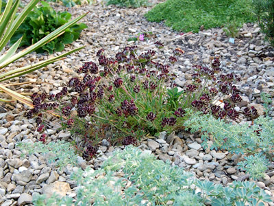 Anthyllis vulneraria Dk Red form - medium image 3