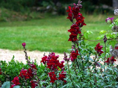 Antirrhinum 'Black Prince' - medium image 3