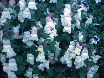 Antirrhinum molle - medium image 3