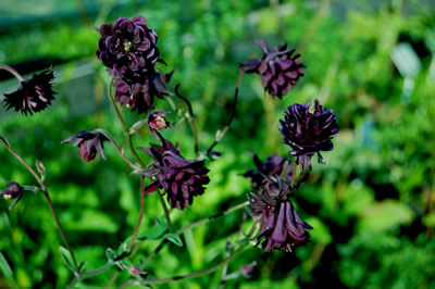 Aquilegia 'Black Barlow' - medium image 3