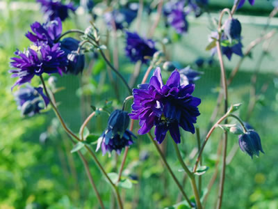 Aquilegia 'Blue Barlow' - medium image 3