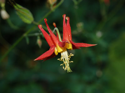 Aquilegia canadensis - medium image 3