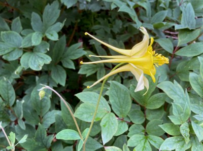 Aquilegia chrysantha ‘Denver Gold’ - medium image 3