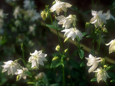 Aquilegia clematiflora 'Alba' - medium image 3