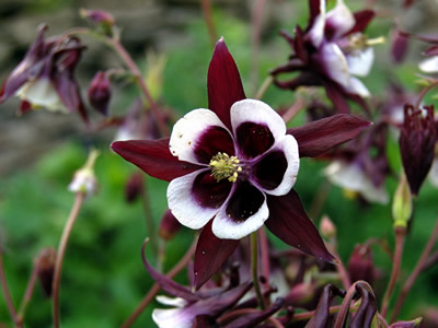 Aquilegia 'Magpie' - medium image 3