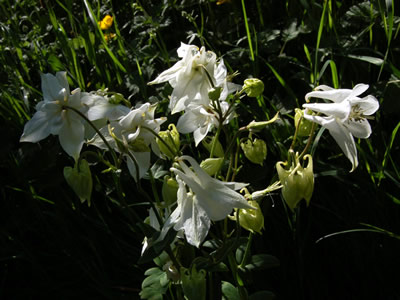Aquilegia 'Munstead White' - medium image 3