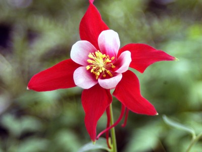 Aquilegia 'Red Hobbit' - medium image 3
