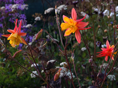 Aquilegia 'Tequila Sunrise' - medium image 3