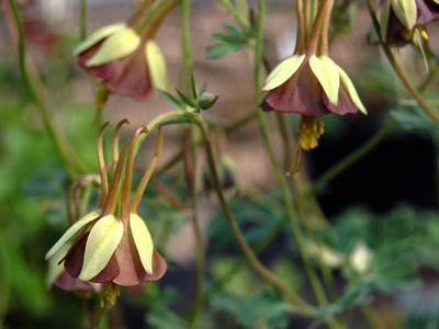 Aquilegia viridiflora - medium image 3