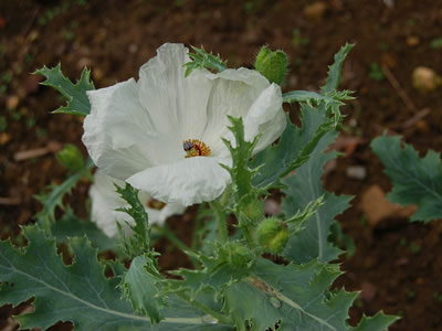 Argemone grandiflora - medium image 3