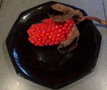 Arisaema speciosum var. magnificum - medium image 3