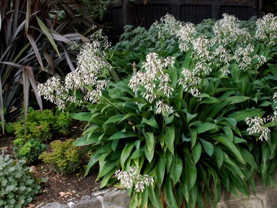 Arthropodium cirratum - medium image 3