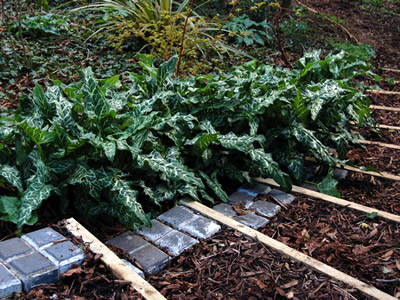 Arum italicum 'Pictum' - medium image 3
