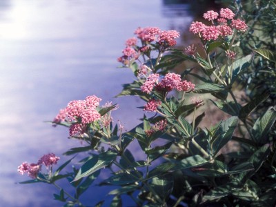 Asclepias incarnata - medium image 3