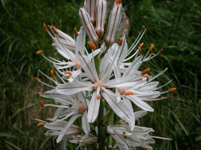 Asphodelus albus - medium image 3