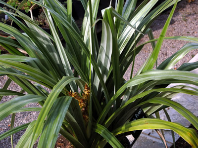 Astelia chathamica - medium image 3