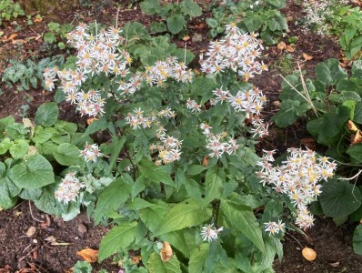 Aster divaricatus - medium image 3
