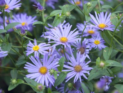 Aster frikartii 'Monch' - medium image 3